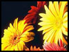 Many Congrats On Your Retirement. - Retirement ecards - Congratulations Greeting Cards