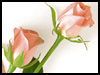 I Apologize! - Roses ecards - Flowers Greeting Cards