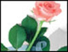 Beautiful Day... - Roses ecards - Flowers Greeting Cards