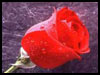 Roses To Say... - Roses ecards - Flowers Greeting Cards