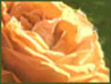 Garden Of Friendship! - Roses ecards - Flowers Greeting Cards