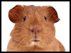 Want a guinea pig? - April Fools' Day ecards - Events Greeting Cards
