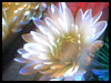 Wonderful Hospitality! - Thank You ecards - Christmas Greeting Cards