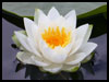 Wishes For A Happy Republic Day... - Republic Day (India) ecards - Events Greeting Cards